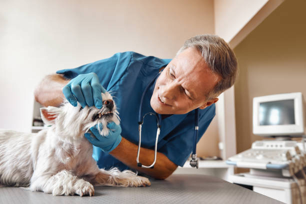 Best Dental Abscess Treatment in Deltana, AK